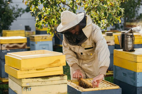 Wie etabliert man eine städtische Bienenhaltung auf dem Dachboden?